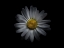 Picture of BACKYARD FLOWERS WHITE 60