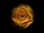 Picture of BACKYARD FLOWERS GOLD 74