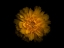 Picture of BACKYARD FLOWERS GOLD 79