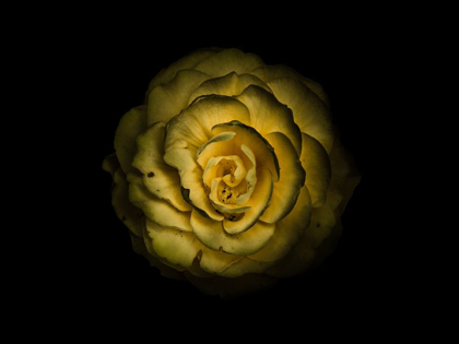 Picture of BACKYARD FLOWERS YELLOW 85