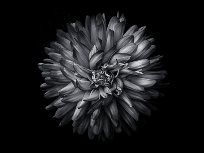 Picture of BACKYARD FLOWERS BLACK AND WHITE 20
