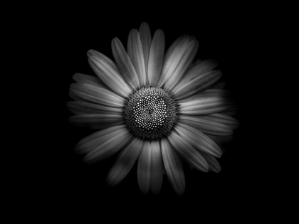 Picture of BACKYARD FLOWERS BLACK AND WHITE 31