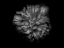 Picture of BACKYARD FLOWERS BLACK AND WHITE 41