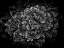 Picture of BACKYARD FLOWERS BLACK AND WHITE 42