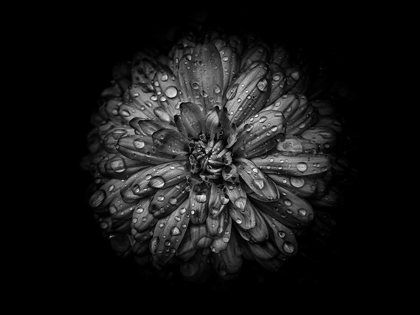 Picture of BACKYARD FLOWERS BLACK AND WHITE 44