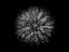 Picture of BACKYARD FLOWERS BLACK AND WHITE 44