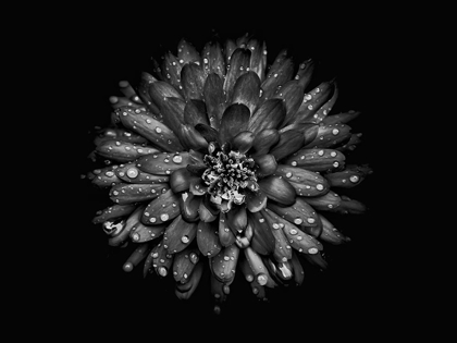 Picture of BACKYARD FLOWERS BLACK AND WHITE 45