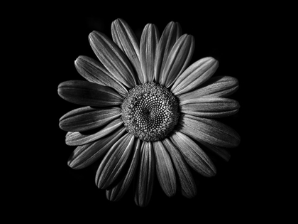 Picture of BACKYARD FLOWERS BLACK AND WHITE 52