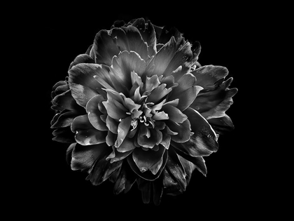 Picture of BACKYARD FLOWERS BLACK AND WHITE 55