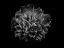 Picture of BACKYARD FLOWERS BLACK AND WHITE 55