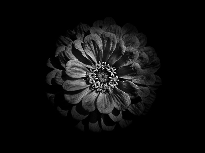 Picture of BACKYARD FLOWERS BLACK AND WHITE 58