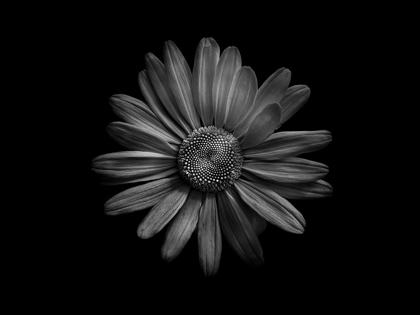 Picture of BACKYARD FLOWERS BLACK AND WHITE 60