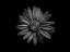 Picture of BACKYARD FLOWERS BLACK AND WHITE 60