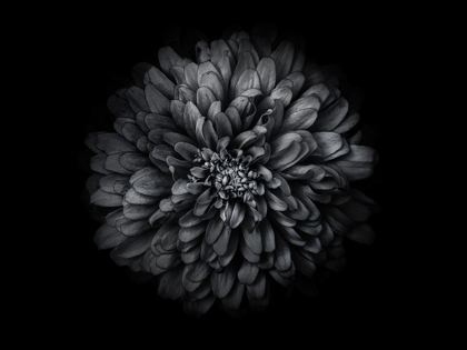 Picture of BACKYARD FLOWERS BLACK AND WHITE 68
