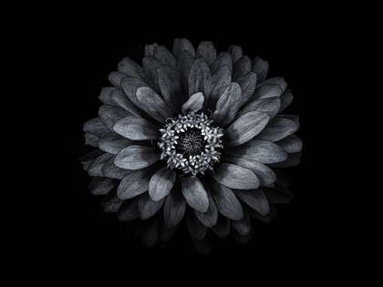 Picture of BACKYARD FLOWERS BLACK AND WHITE 69