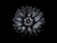 Picture of BACKYARD FLOWERS BLACK AND WHITE 69