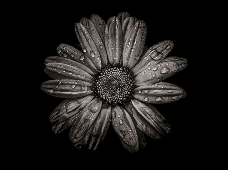 Picture of BACKYARD FLOWERS BLACK AND WHITE 78