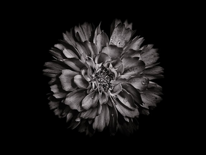 Picture of BACKYARD FLOWERS BLACK AND WHITE 79