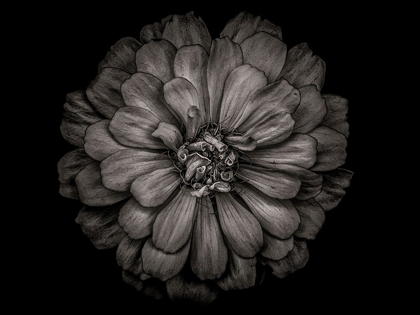 Picture of BACKYARD FLOWERS BLACK AND WHITE 86