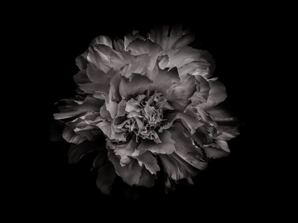Picture of BACKYARD FLOWERS BLACK AND WHITE 90