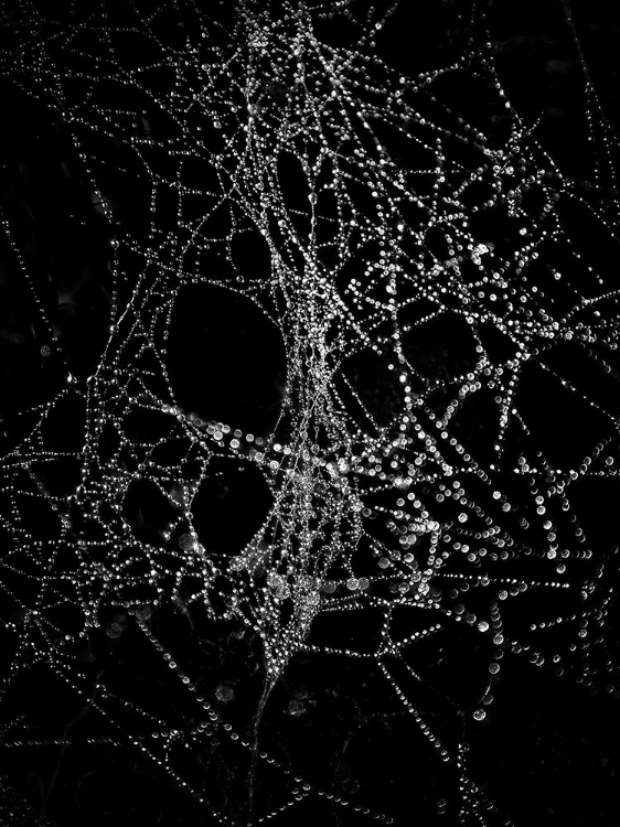 Picture of SPIDERWEB NO 4