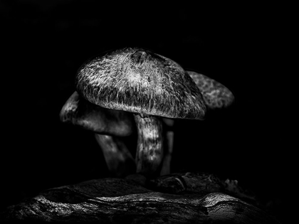 Picture of TOADSTOOLS ON A TORONTO TRAIL NO 1