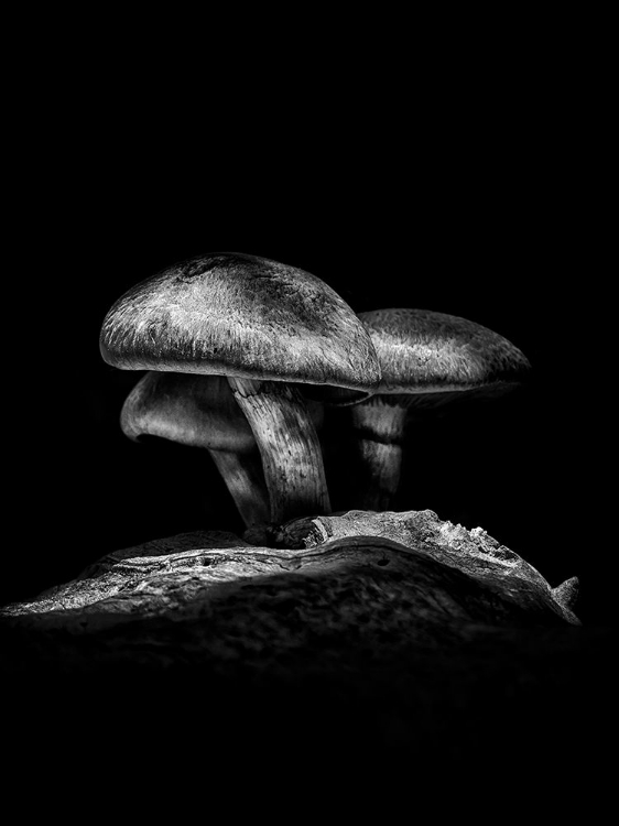 Picture of TOADSTOOLS ON A TORONTO TRAIL NO 3