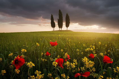 Picture of BLOOMING TUSCANY