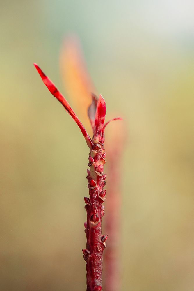 Somerset House Images. BUDDING TREE