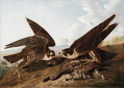 Picture of PEREGRINE FALCONS