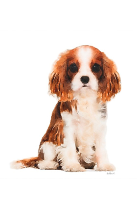 Picture of KING CHARLES SPANIEL PUPPY