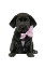 Picture of LABRADOR I 