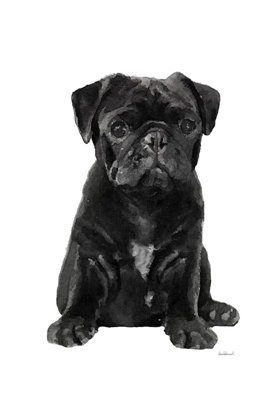Picture of PUG II