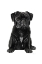 Picture of PUG II