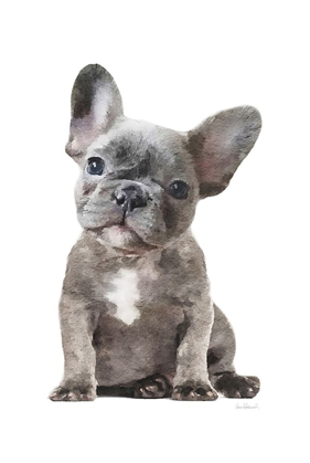 Picture of FRENCHIE IX