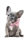 Picture of FRENCHIE X