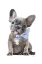 Picture of FRENCHIE XI