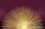 Picture of SUNBURST RISING ON BURGUNDY