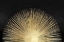 Picture of SUNBURST RISING ON BLACK