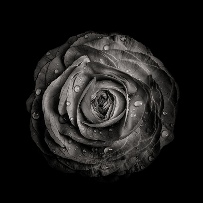 Picture of BLACK AND WHITE BEGONIA IV