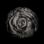 Picture of BLACK AND WHITE BEGONIA IV