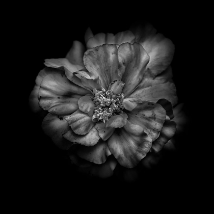 Picture of BLACK AND WHITE CAMELIA I