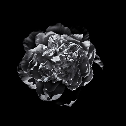 Picture of BLACK AND WHITE CAMELIA III