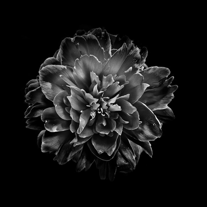 Picture of BLACK AND WHITE CAMELIA IV