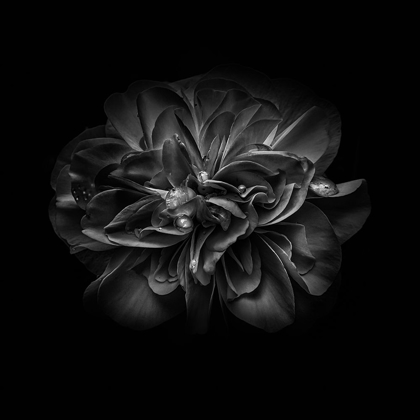 Picture of BLACK AND WHITE CAMELIA V