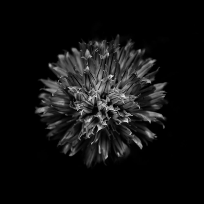 Picture of BLACK AND WHITE CLOVER FLOWER