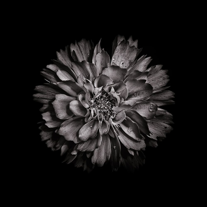 Picture of BLACK AND WHITE DAHLIA II