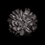 Picture of BLACK AND WHITE DAHLIA II