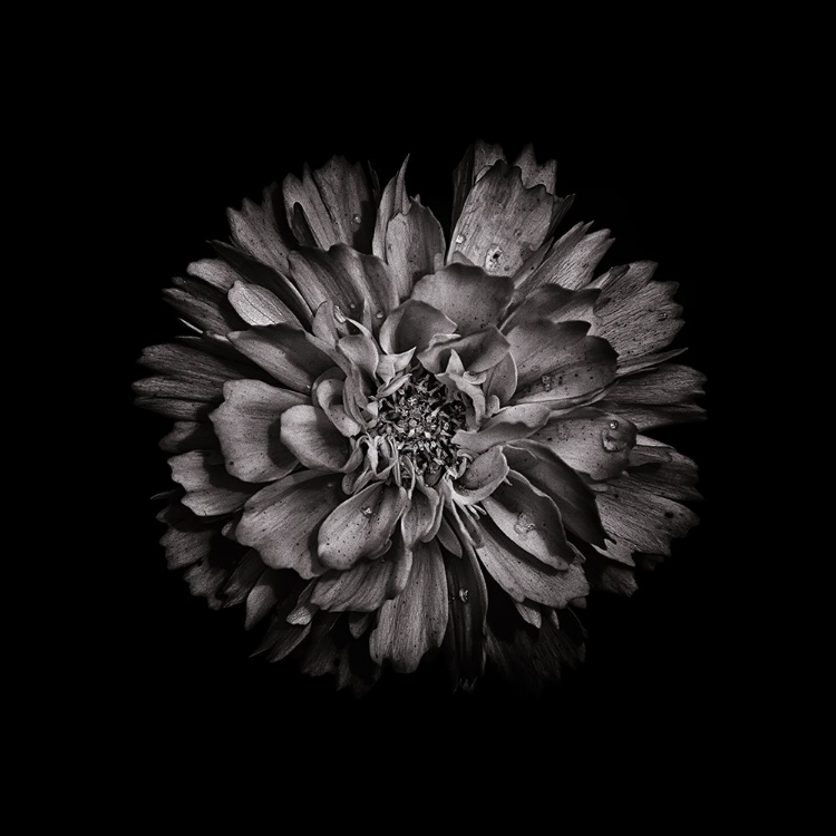 Picture of BLACK AND WHITE DAHLIA II