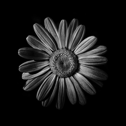 Picture of BLACK AND WHITE DAISY II